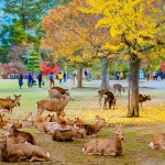 Nara: Un oasis natural en Japón